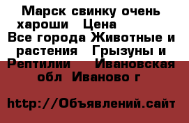 Марск свинку очень хароши › Цена ­ 2 000 - Все города Животные и растения » Грызуны и Рептилии   . Ивановская обл.,Иваново г.